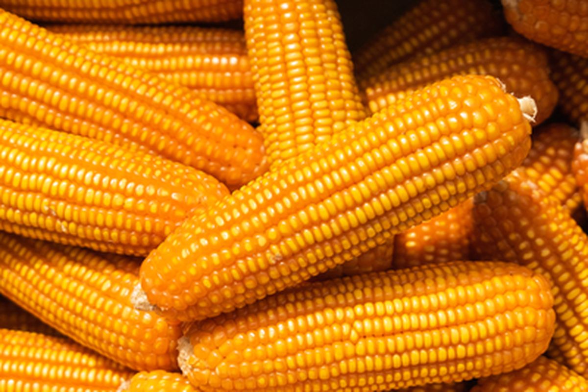 Manfaat Jagung untuk Kesehatan, yang Jarang Disadari