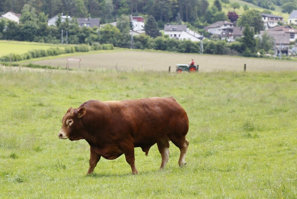Keunggulan Jenis Sapi Potong Tertentu