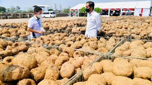 Alat Perajang Porang untuk Usaha agar Produksi Lebih Maksimal