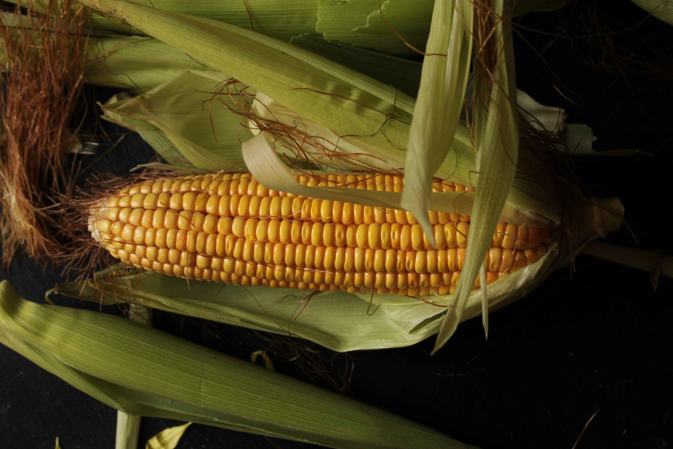 Cara Panen Jagung Kering yang Benar agar Hasil Makin Maksimal