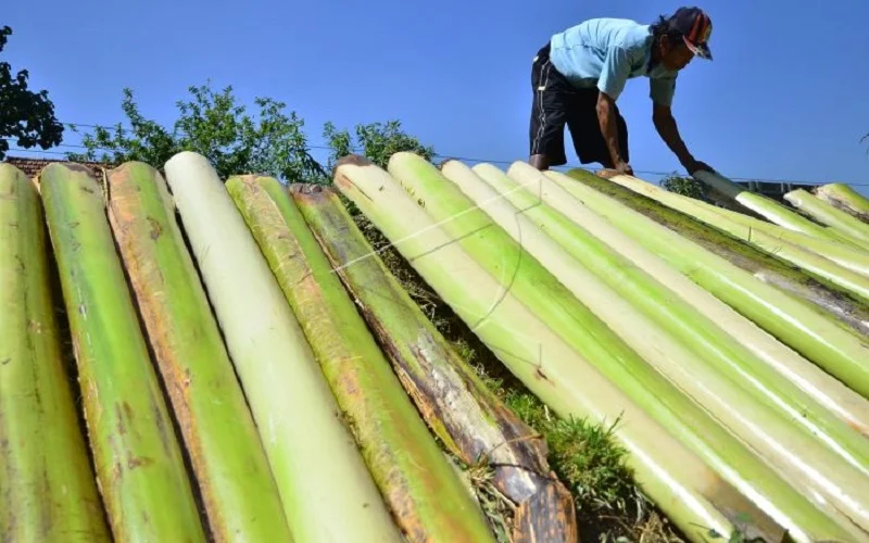 Cara Mengolah Batang Pisang Menjadi Pakan Ternak