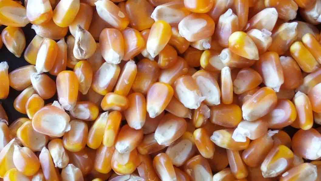Penyebab Hasil Pemipilan Jagung Tidak Maksimal