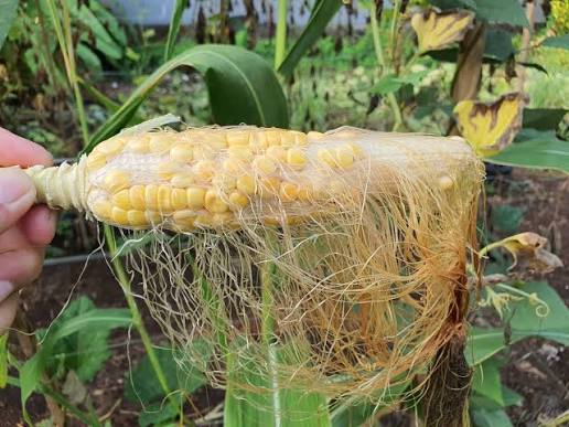 penyebab hasil pemipilan jagung tidak maksimal