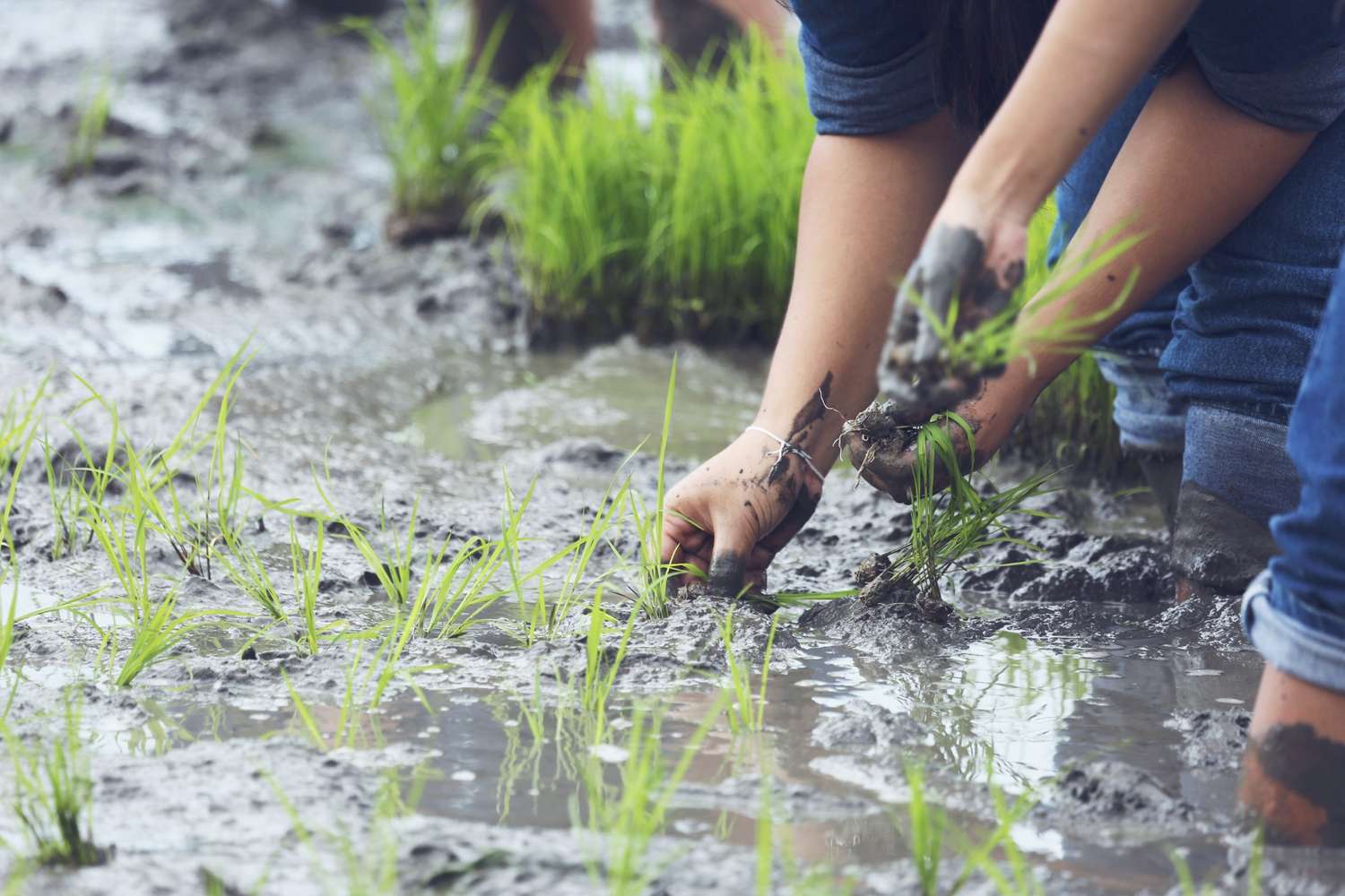 Tips Meningkatkan Produktivitas Tanaman Padi