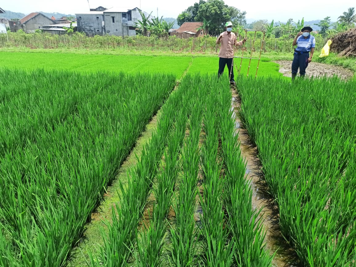 keunggulan sistem penanaman empat baris