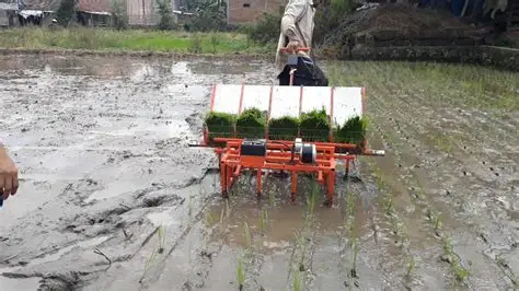 Keunggulan Sistem Penanaman Empat Baris untuk Sawah