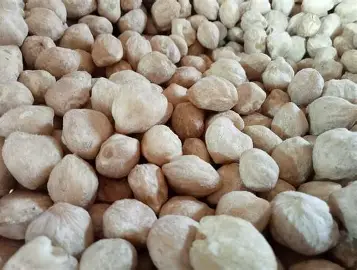 Langkah Tepat Mengolah Kemiri Sebelum Produksi