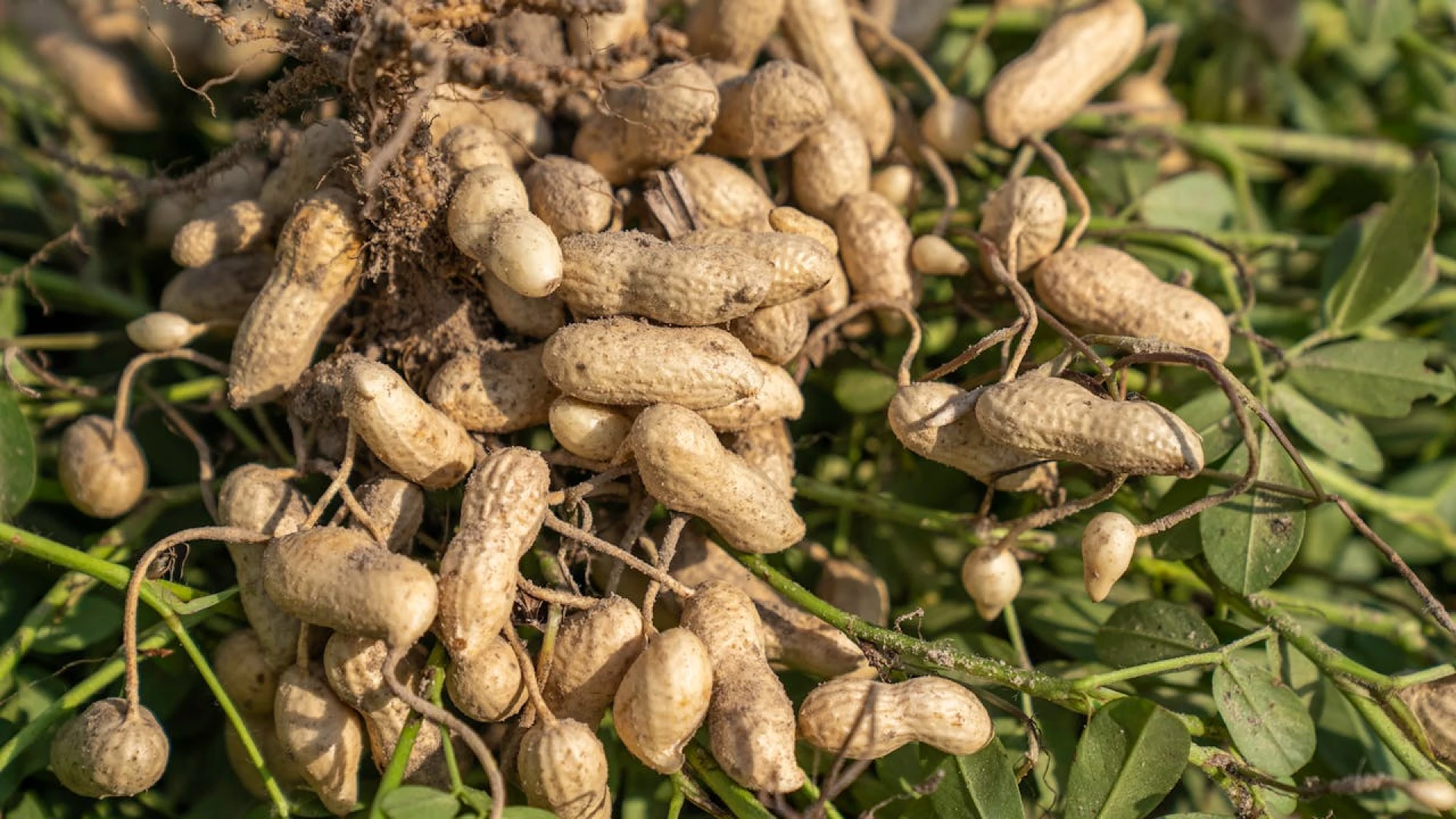 Cara Menggunakan Mesin Pengupas Kacang