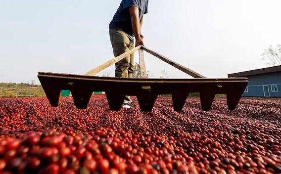 Tahapan Pengolahan Kopi Kering dari Awal hingga Siap Diolah