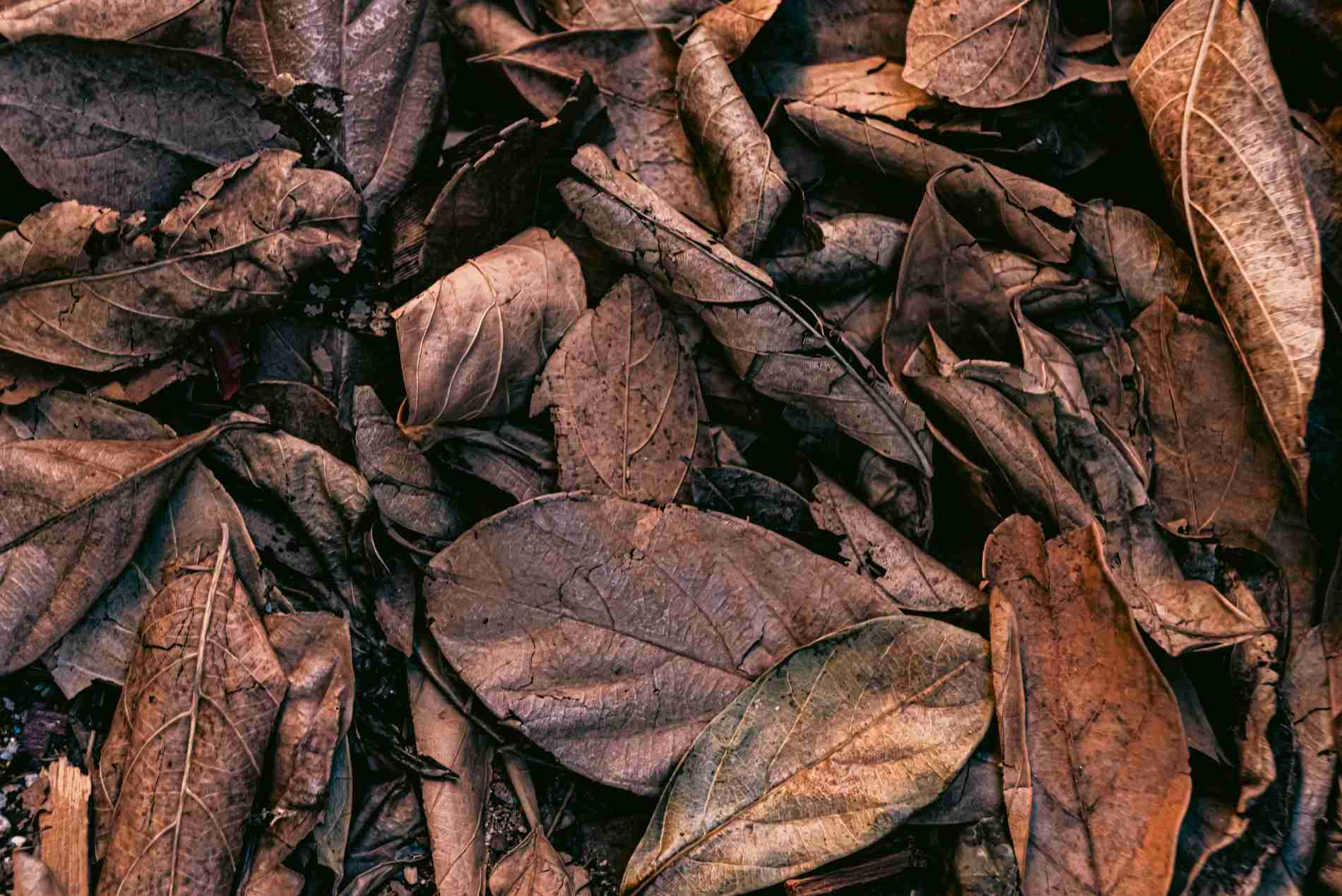 Proses Perajangan Daun Tembakau dalam Pengolahan