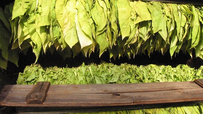 Persiapan Daun Tembakau Sebelum Dirajang