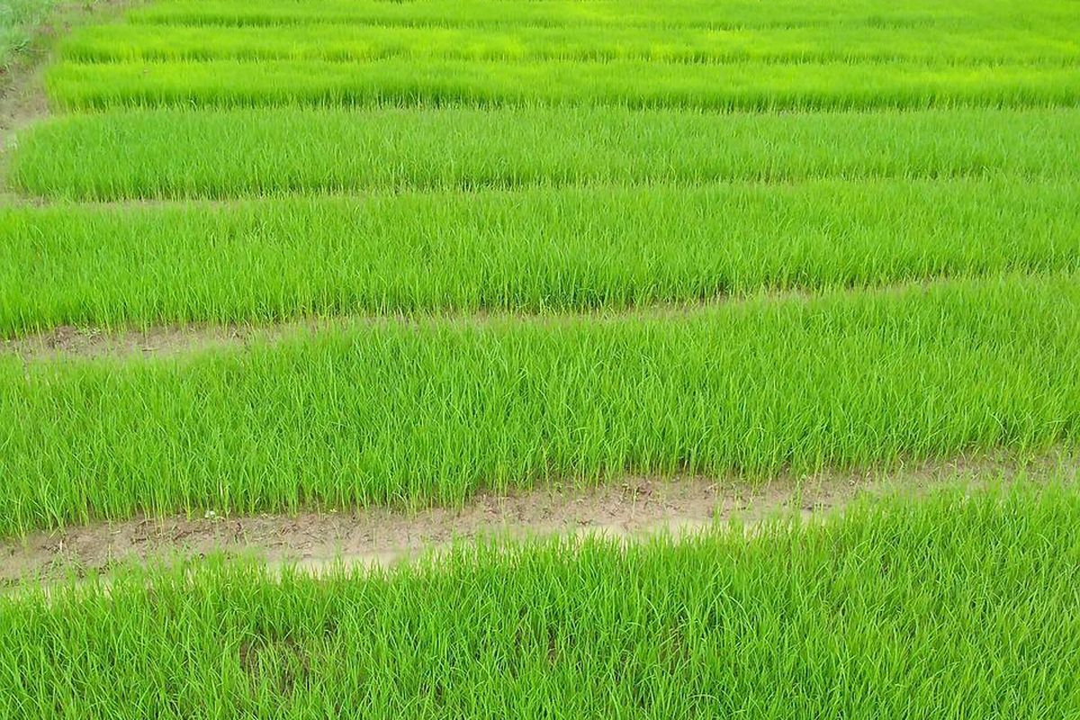 Cara Mengatur Jarak Tanam Padi agar Tumbuh Optimal
