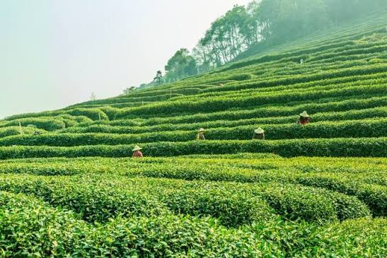 Handsprayer Untuk Tanaman Sayuran Di Kebun paling awet