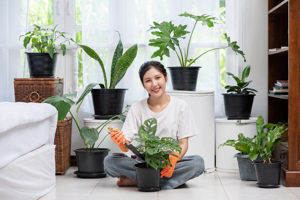 Cara Merawat Tanaman Hias Indoor agar Tumbuh Subur