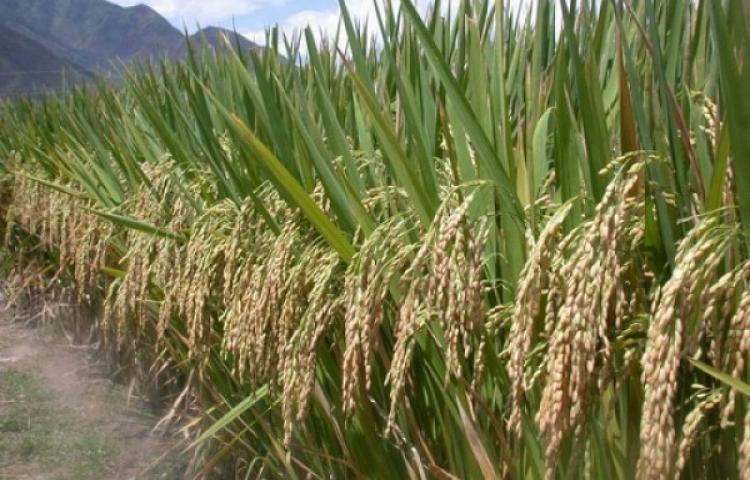 Mesin Pemanenan Padi di Sawah Mempercepat Proses Panen