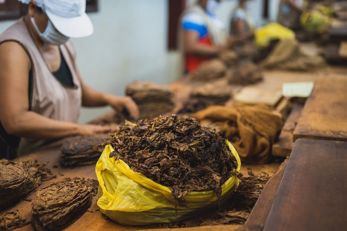 persiapan daun tembakau sebelum dirajang